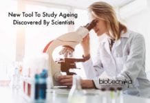 New Research Tool For Studying Mitochondrial Disorders & Ageing New Tool To Study Ageing