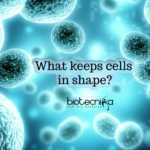 Nucleoli movement and cell shape