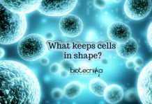 Nucleoli Movements Of Cell Keeps Them In Shape – Latest Discovery Nucleoli movement and cell shape