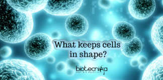 Nucleoli movement and cell shape