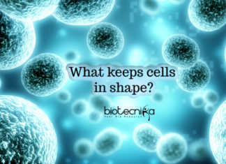 Nucleoli Movements Of Cell Keeps Them In Shape – Latest Discovery Nucleoli movement and cell shape