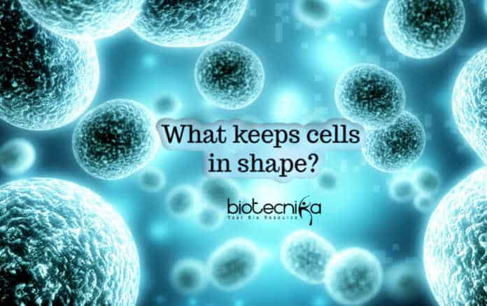 Nucleoli movement and cell shape