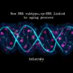 Discovery Of Brand New RNA Molecules, Linked To Aging