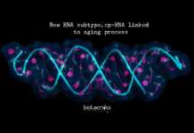 Discovery Of Brand New RNA Molecules, Linked To Aging Discovery Of Brand New RNA Molecules, Linked To Aging