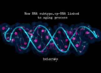 Discovery Of Brand New RNA Molecules, Linked To Aging Discovery Of Brand New RNA Molecules, Linked To Aging