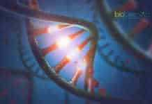 First Ever Real-Time Ribosome Assembly Observation by Scientists Real-Time Ribosome Assembly