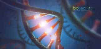 Real-Time Ribosome Assembly
