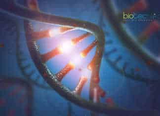 First Ever Real-Time Ribosome Assembly Observation by Scientists Real-Time Ribosome Assembly