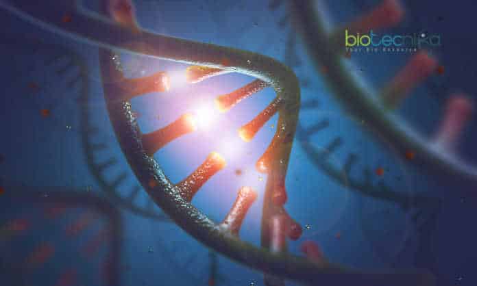 Real-Time Ribosome Assembly