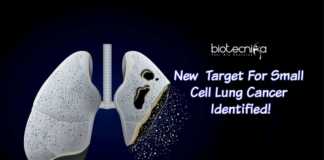 Target For Small Cell Lung Cancer