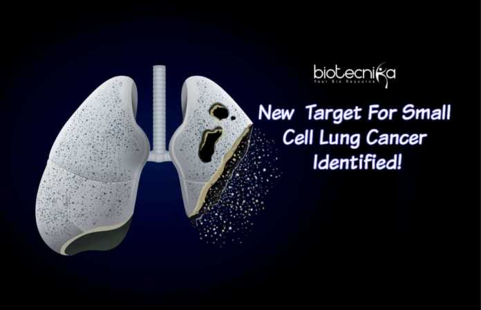 Target For Small Cell Lung Cancer