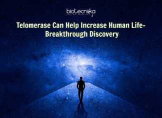 Telomerase Can Help Increase Human Life – Breakthrough Discovery