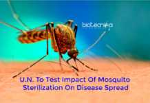 UN Mosquito Sterilization Offers New Opportunity To Control Chikungunya, Dengue & Zika UN mosquito sterilization technology