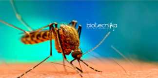 UN mosquito sterilization technology