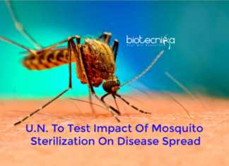 UN Mosquito Sterilization Offers New Opportunity To Control Chikungunya, Dengue & Zika UN mosquito sterilization technology