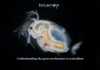 Waterfleas adapts phosphorus pollution in lakes, how? Scientists at the University of Birmingham decode the gene mechanism of water fleas