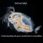 Waterfleas adapts phosphorus pollution in lakes, how? Scientists at the University of Birmingham decode the gene mechanism of water fleas