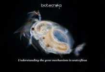 Evolution Can Reconstruct Genetic Framework To Tackle Environmental Change Waterfleas adapts phosphorus pollution in lakes, how? Scientists at the University of Birmingham decode the gene mechanism of water fleas