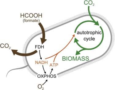 CO2 Eating Bacteria