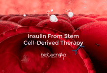 For First Time Insulin Made With Stem Cell-Derived Therapy insulin from stem cell-derived therapy