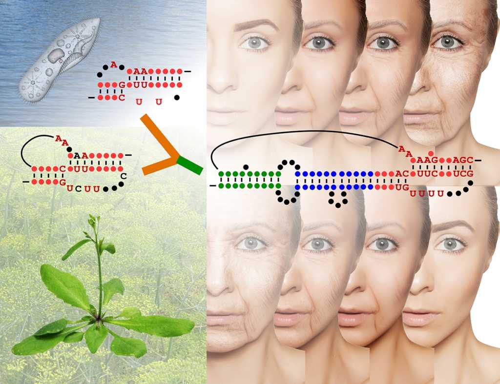 Telomerase For Longer Human Life