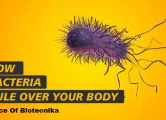 How Bacteria Rule Over Your Body – The Microbiome