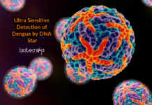 DNA Star for Ultra Sensitive Detection of Dengue Virus Detection of Dengue Virus Using DNA Star - Dengue Detection Method