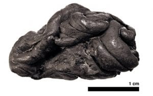 Ancient Chewing Gum DNA