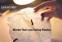 These Worms Love Eating Plastics & Maybe A Solution To Plastic Problems