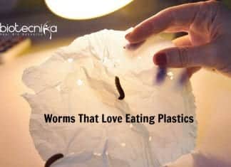 These Worms Love Eating Plastics & Maybe A Solution To Plastic Problems