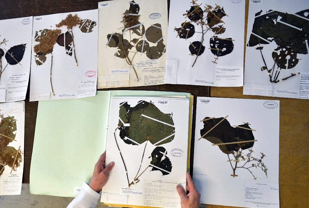 Colombian Botanist Preserves Plants