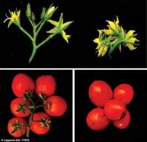 New Crispr Urban Tomatoes