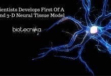 First Of A Kind 3D Neural Tissue Model Developed By Scientists 3D Neural Tissue Model
