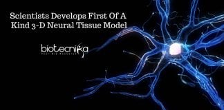 3D Neural Tissue Model