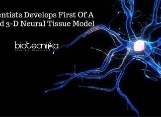 First Of A Kind 3D Neural Tissue Model Developed By Scientists 3D Neural Tissue Model