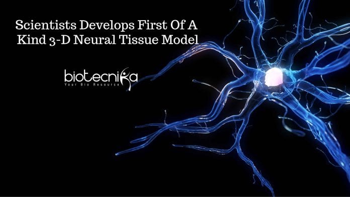 3D Neural Tissue Model