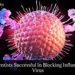 Antibody Blocks Bird Flu