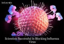 Scientists Develop Antibody That Blocks Influenza Virus Antibody Blocks Bird Flu