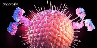 Antibody Blocks Bird Flu