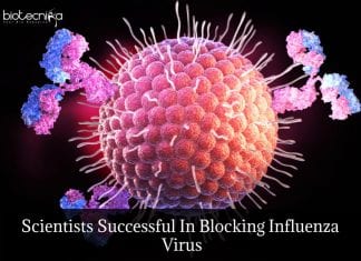 Scientists Develop Antibody That Blocks Influenza Virus Antibody Blocks Bird Flu