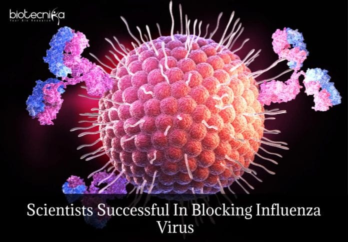 Antibody Blocks Bird Flu