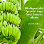 Banana plants for packaging