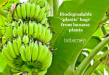 Banana Plants : A Biodegradable Alternate to Plastic Bags Banana plants for packaging