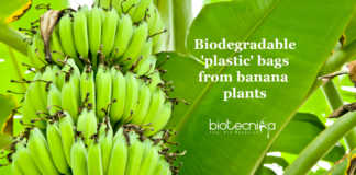 Banana plants for packaging