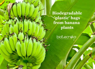Banana plants for packaging