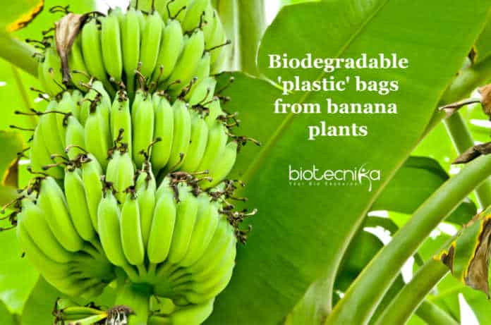 Banana plants for packaging
