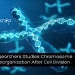 Chromosomes Reorganization After Cell Division