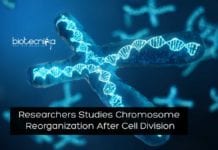 Chromosomes Reorganization After Cell Division