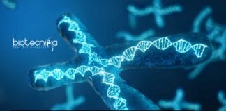 Chromosomes Reorganization After Cell Division