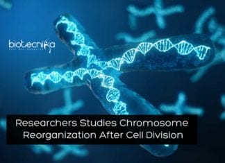 Researchers Study Chromosome Reorganization After Cell Division Chromosomes Reorganization After Cell Division